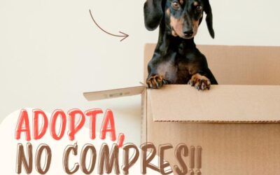 Campaña de fomento de la adopción de mascotas