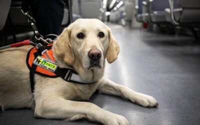 Los perros guía de la ONCE en Andalucía reclaman no distraer su atención mientras caminan junto a una persona ciega