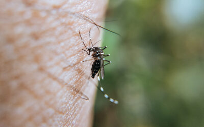 La delegación municipal de Salud da a conocer el plan para el control y vigilancia del mosquito del Nilo puesto en marcha por la Junta de Andalucía