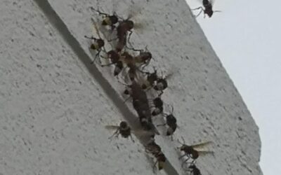 Amanatura alerta de la presencia de avispón oriental en Arcos de la Frontera