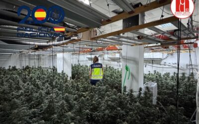 La Policía Nacional desmantela una plantación “indoor” con 458 plantas de marihuana en pleno centro de Sanlúcar de Barrameda