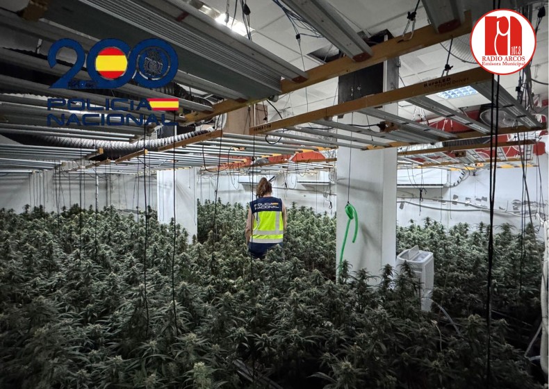 La Policía Nacional desmantela una plantación “indoor” con 458 plantas de marihuana en pleno centro de Sanlúcar de Barrameda