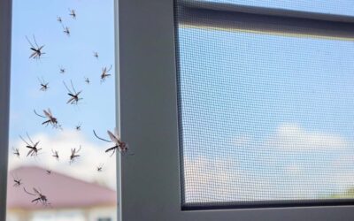 Consumo Responsable – Cómo combatir a los mosquitos