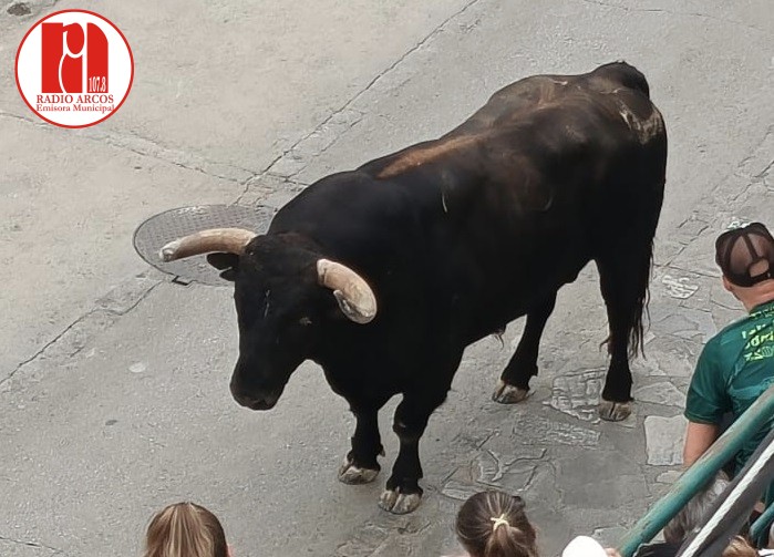 Ama Natura exige la abolición de los festejos taurinos tras la muerte en Ubrique